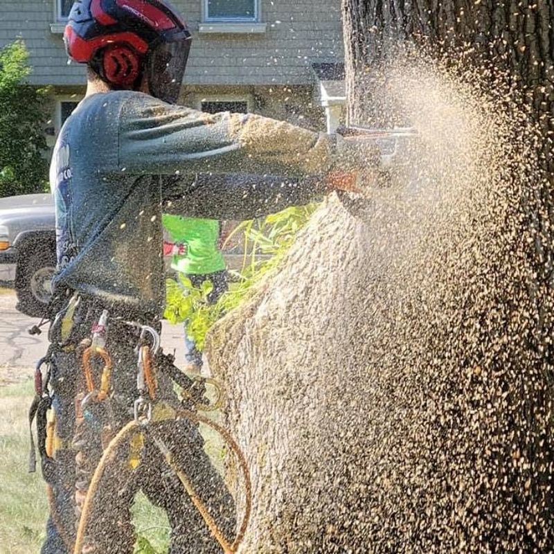 Tree Removal