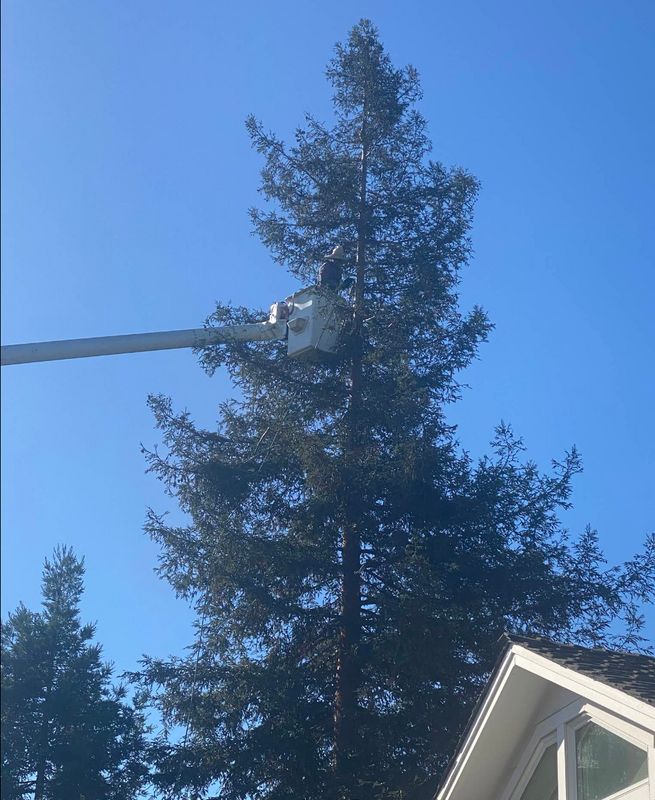 Tree Services