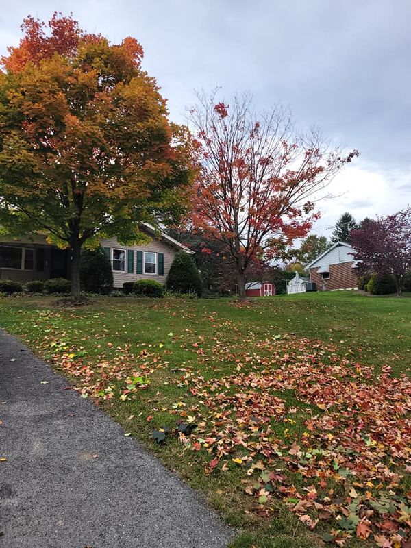 Fall Clean Up