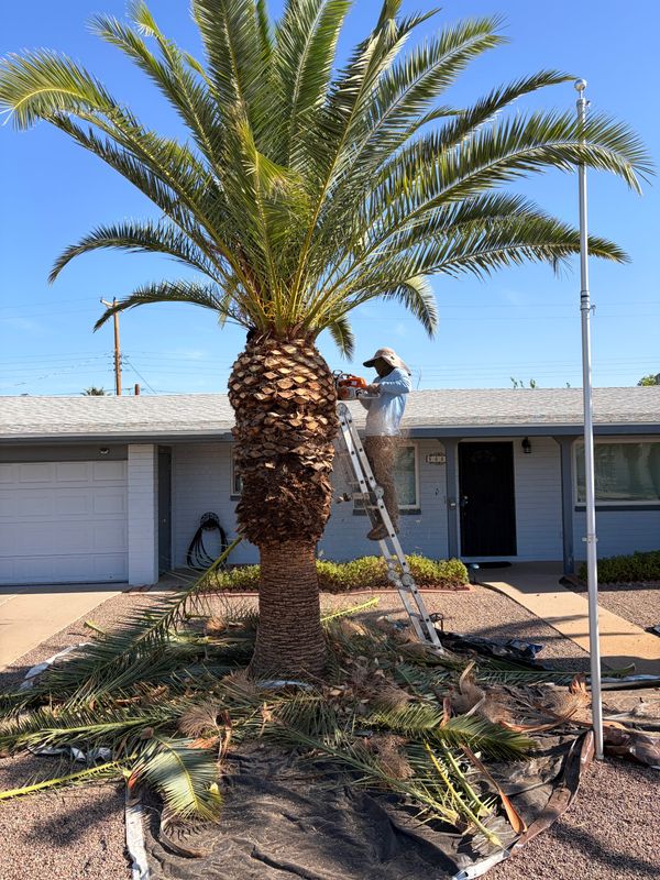Palm Tree Trimming