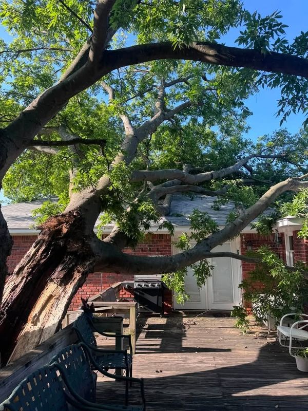 Tree Removal