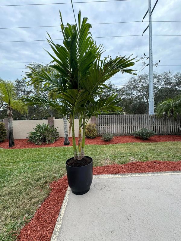 Garden Design and Installation