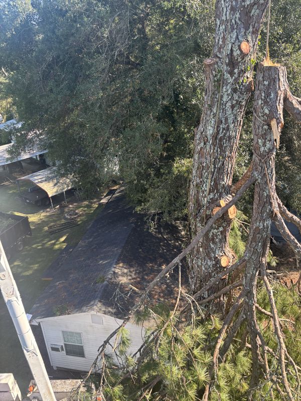 Tree Removal in Eufaula, AL