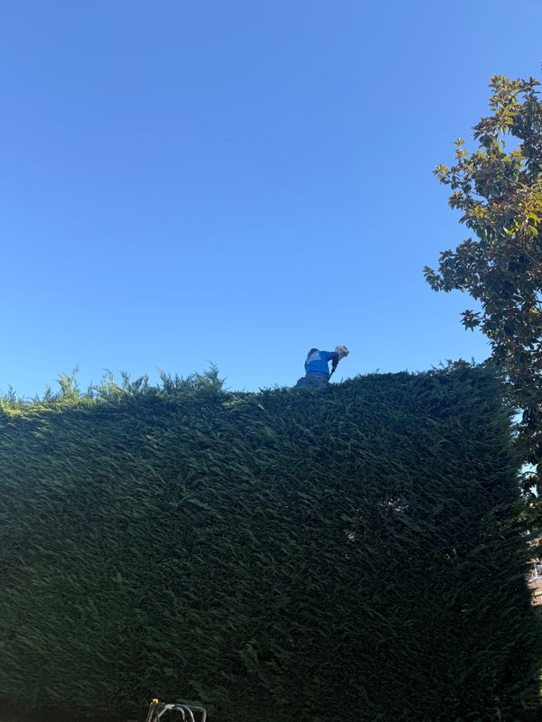 Shrub Trimming