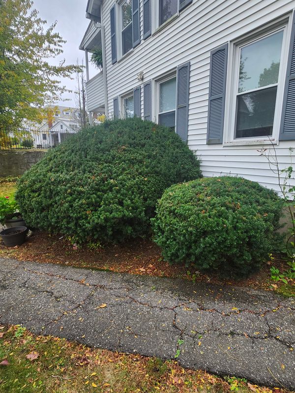 Shrub Trimming