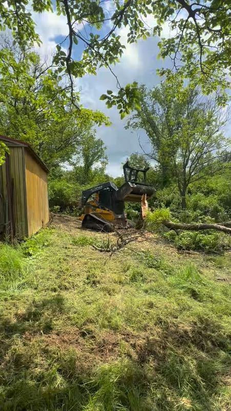 Tree Removal