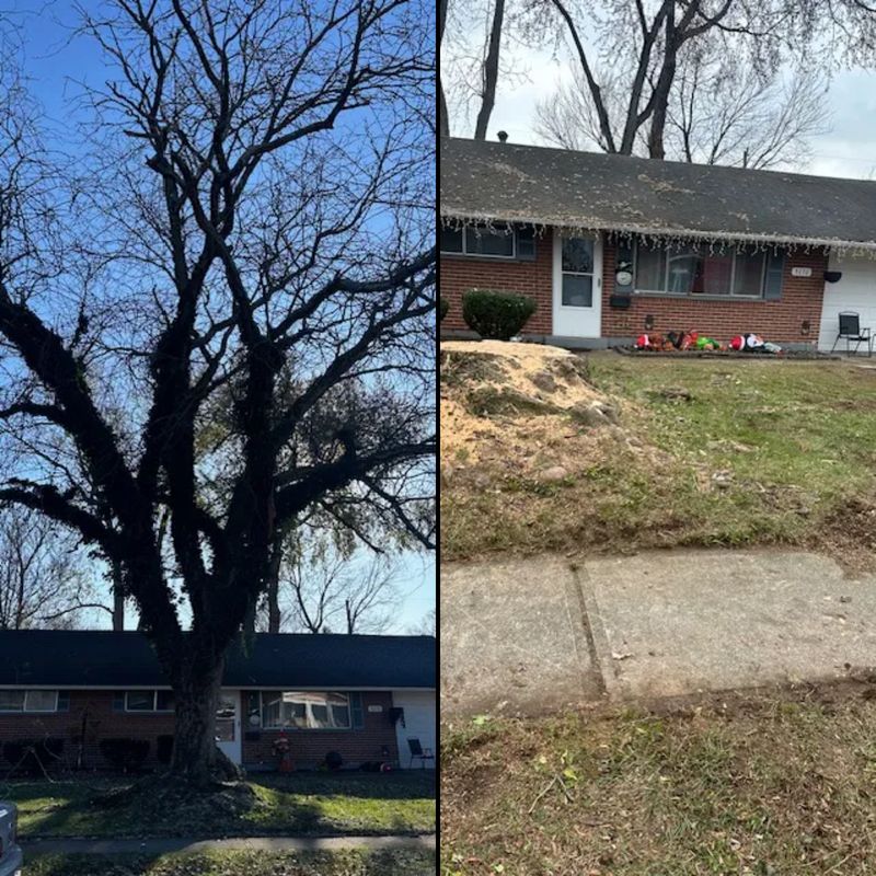 Tree Removal gallery