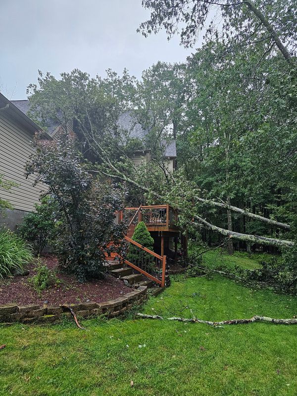 Tree Removal gallery