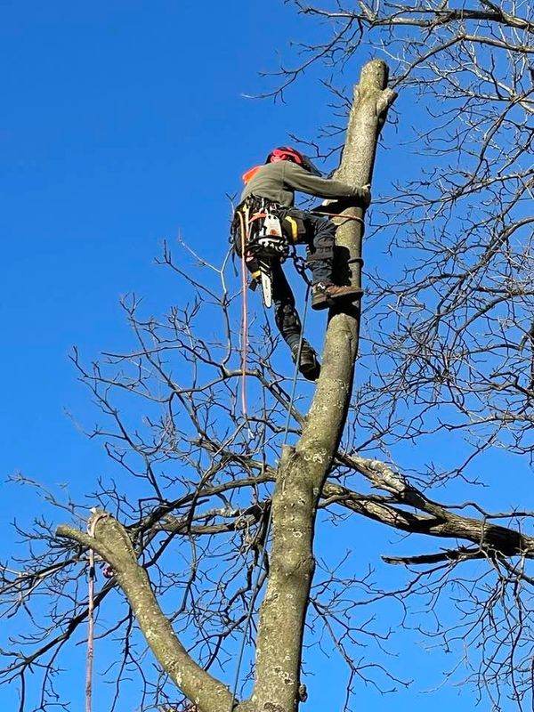 Tree Trimming / Pruning