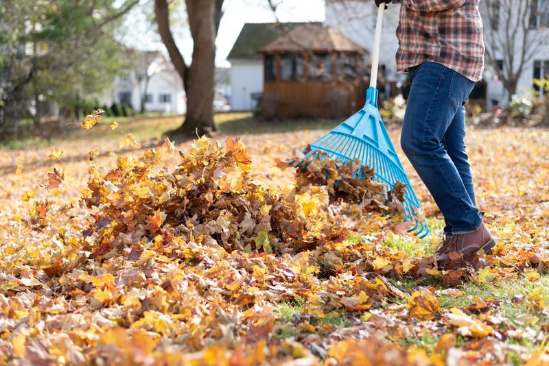 Leaf Removal