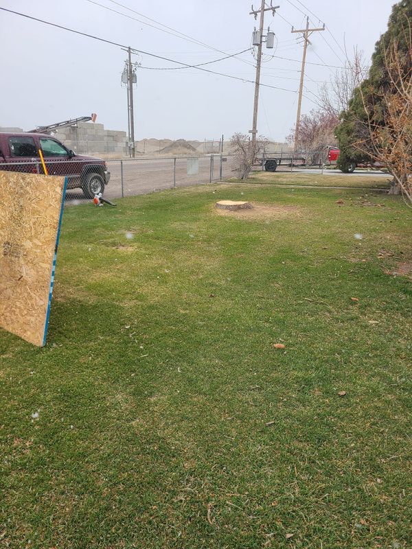 Tree Removal gallery