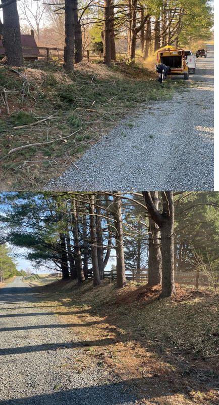 Tree Services