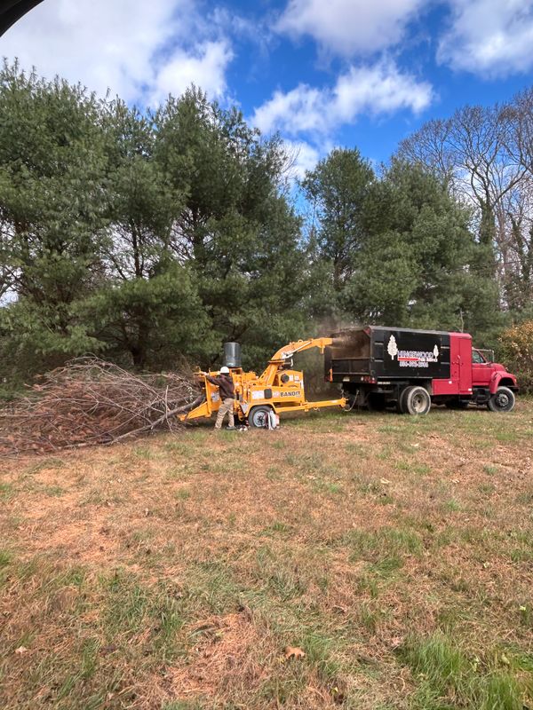 Tree Removal