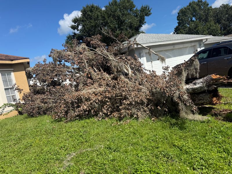 Tree Removal