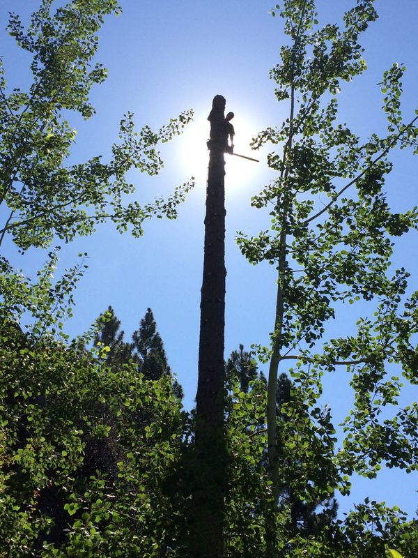 Tree Removal gallery