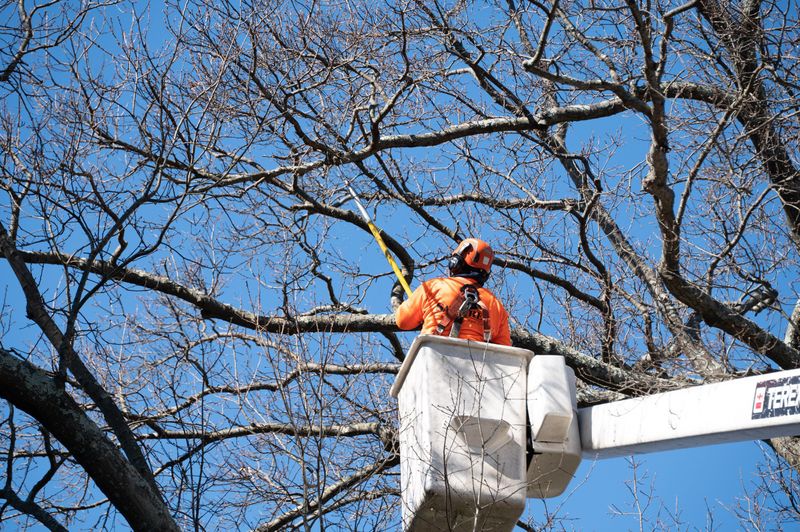 Tree Trimming