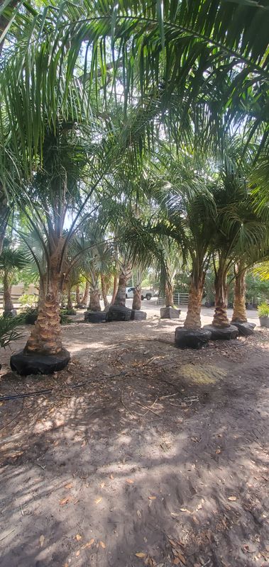 Tree & Shrub Care