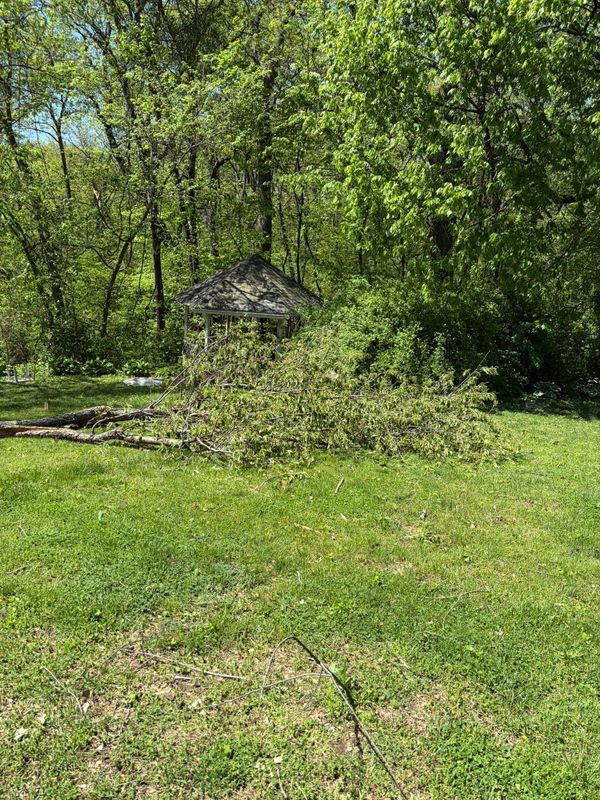 Tree Removal