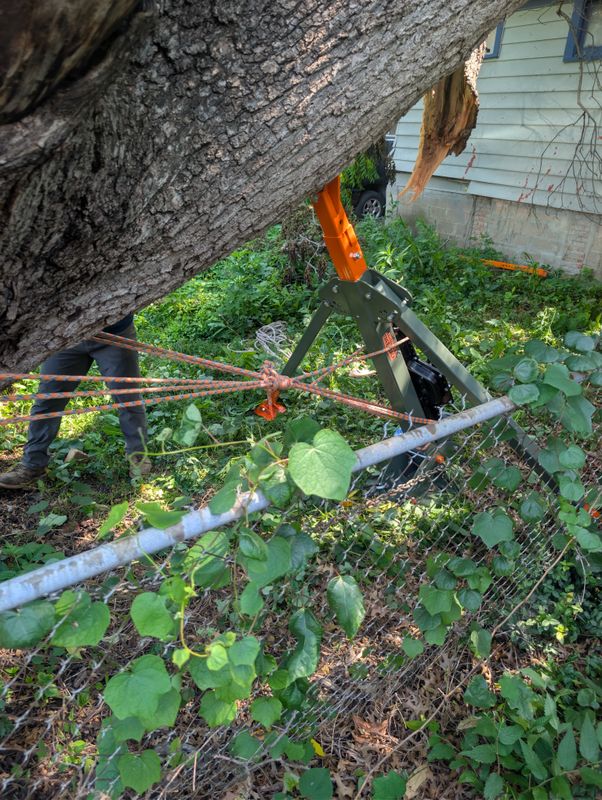 Tree Removal