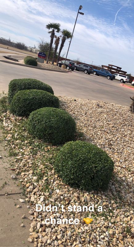 Shrub Trimming