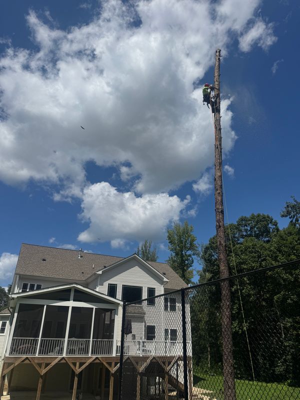 Tree Removal