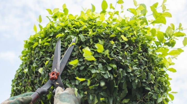 Tree Trimming & Removal