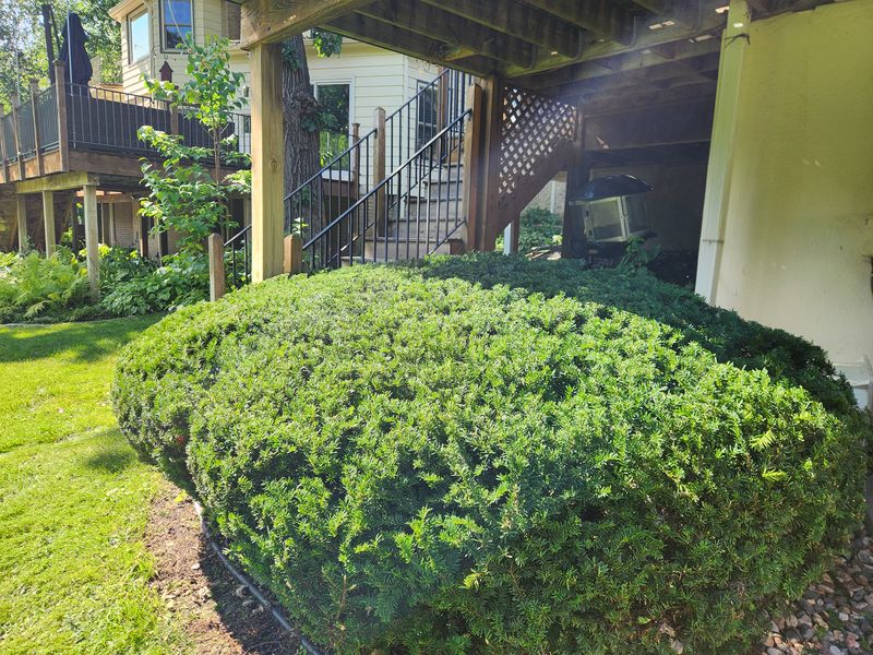 Hedge trimming 