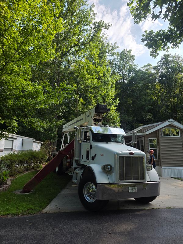Tree Trimming & Removal