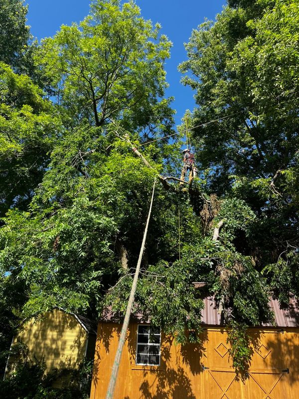 Fall Clean Up