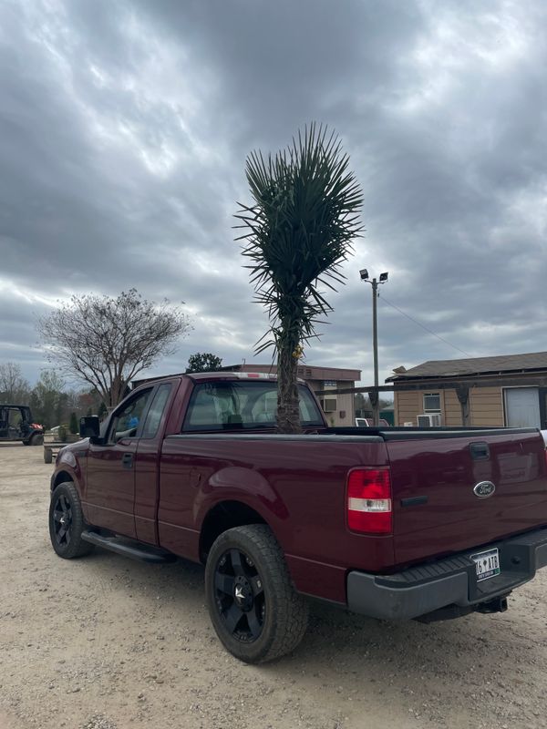 Tree & Shrub Care