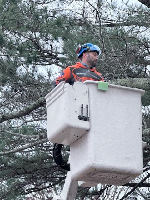 Tree Removal