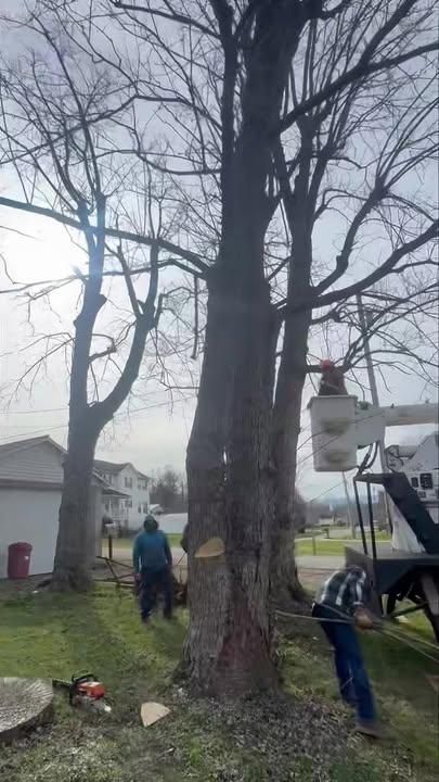 Emergency Tree Care