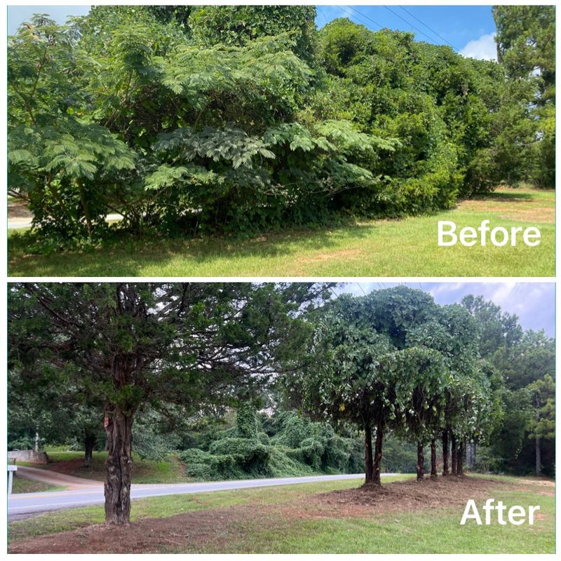 Small - Medium Tree Removal and Trimming