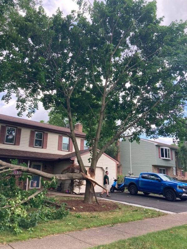 Tree & Shrub Care