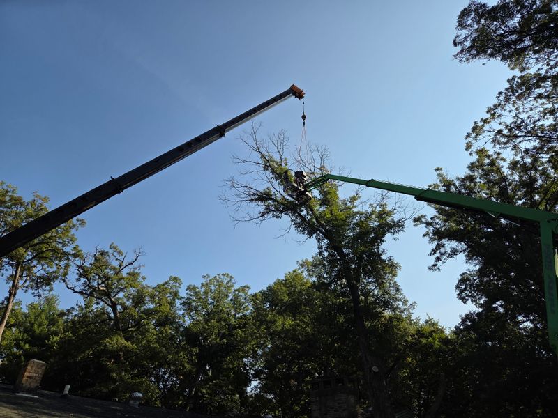 Tree Pruning & Trimming