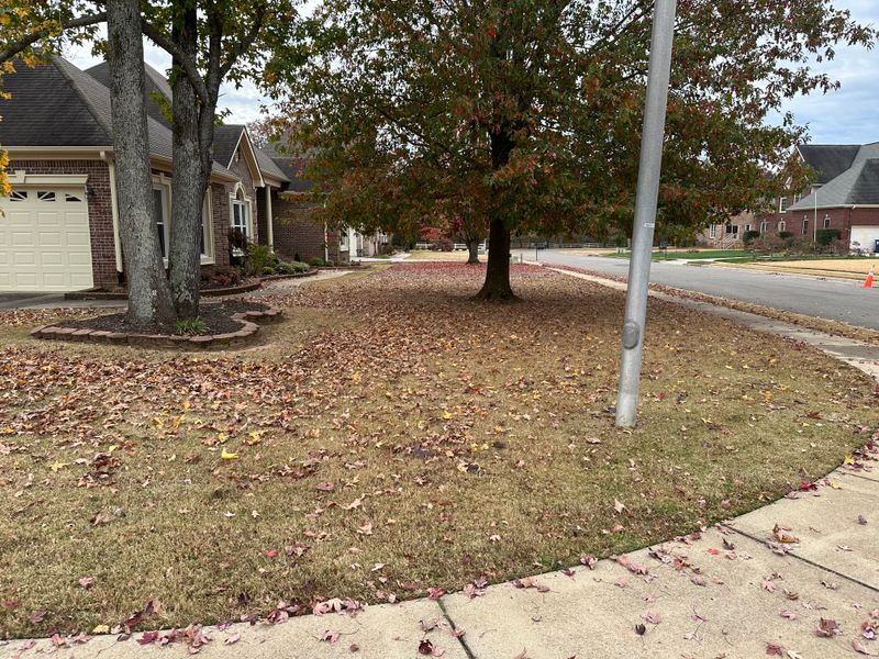 Leaf clean up