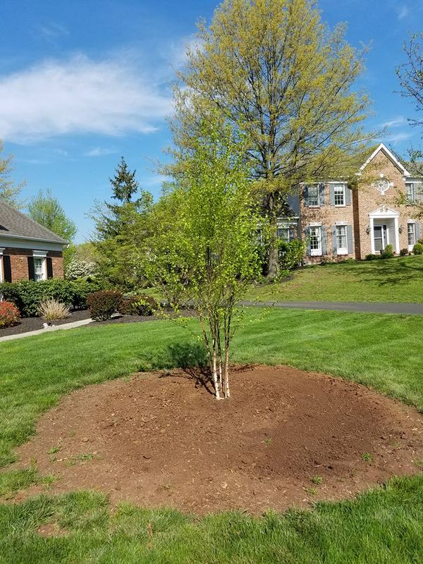Tree Removal