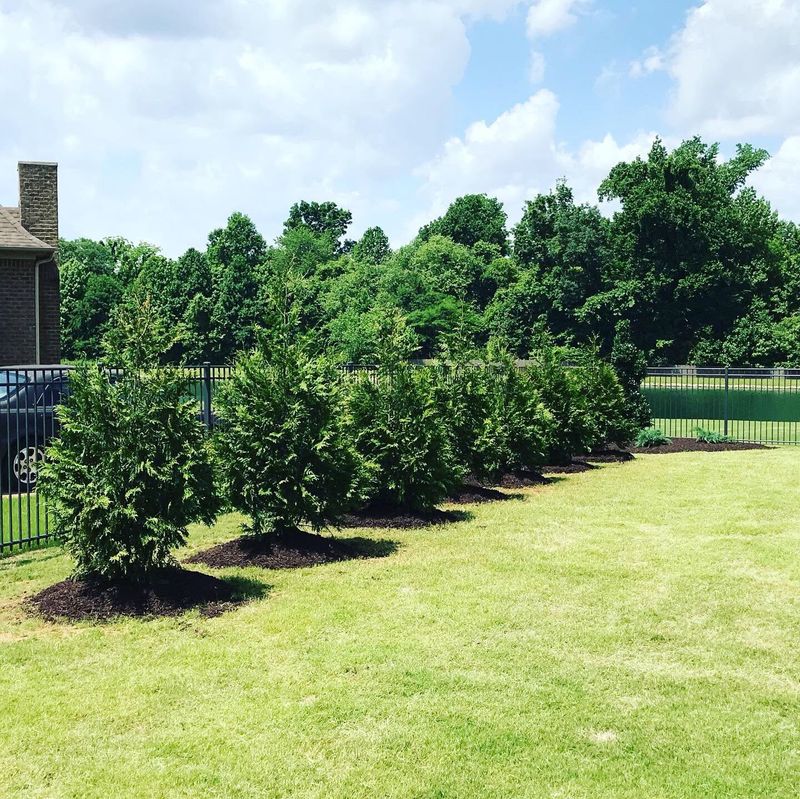 Garden Design and Installation