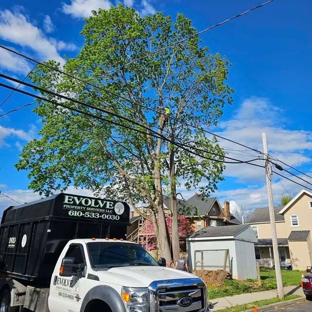 Tree Trimming