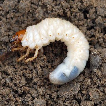 Grub Control