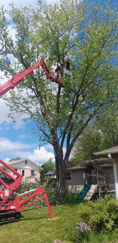 Tree Trimming
