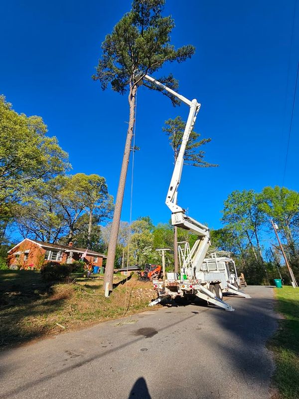 Tree Removal