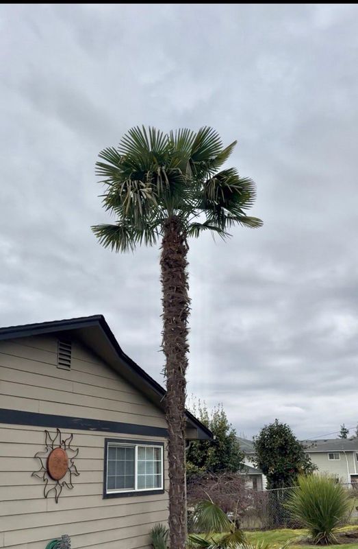 Tree Removals