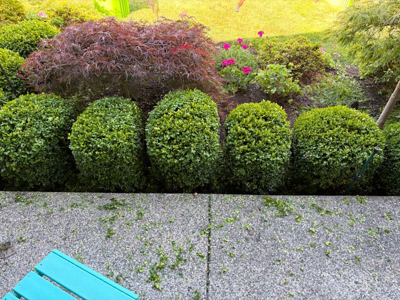 Hedge Trimming
