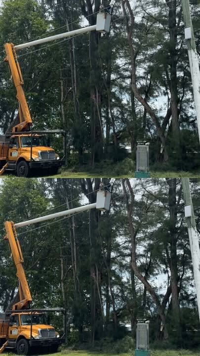 Tree Trimming
