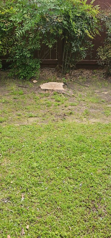 Tree Removal gallery