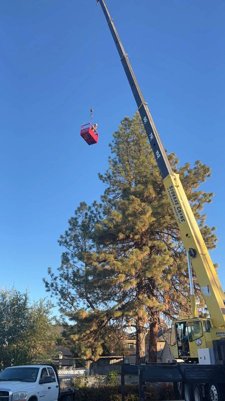 Tree Removal gallery