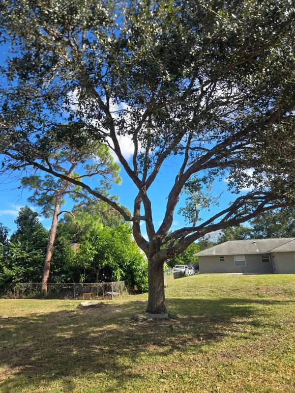 Tree Trimming