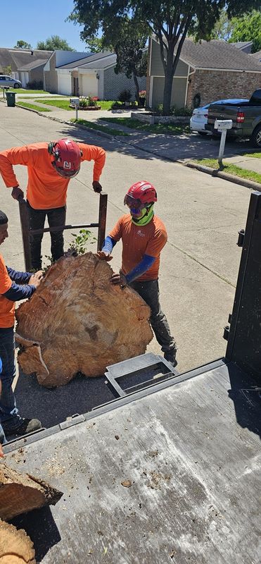 Tree Removal gallery