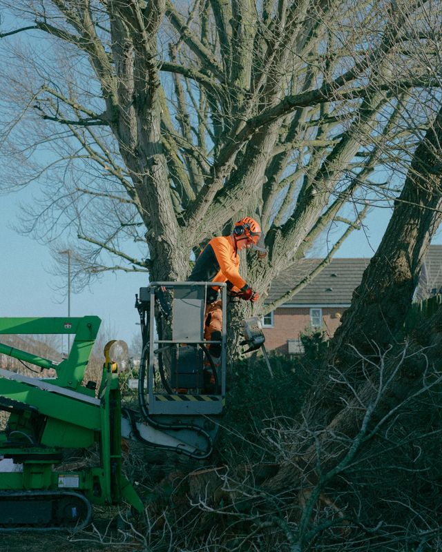Tree Trimming & Removal